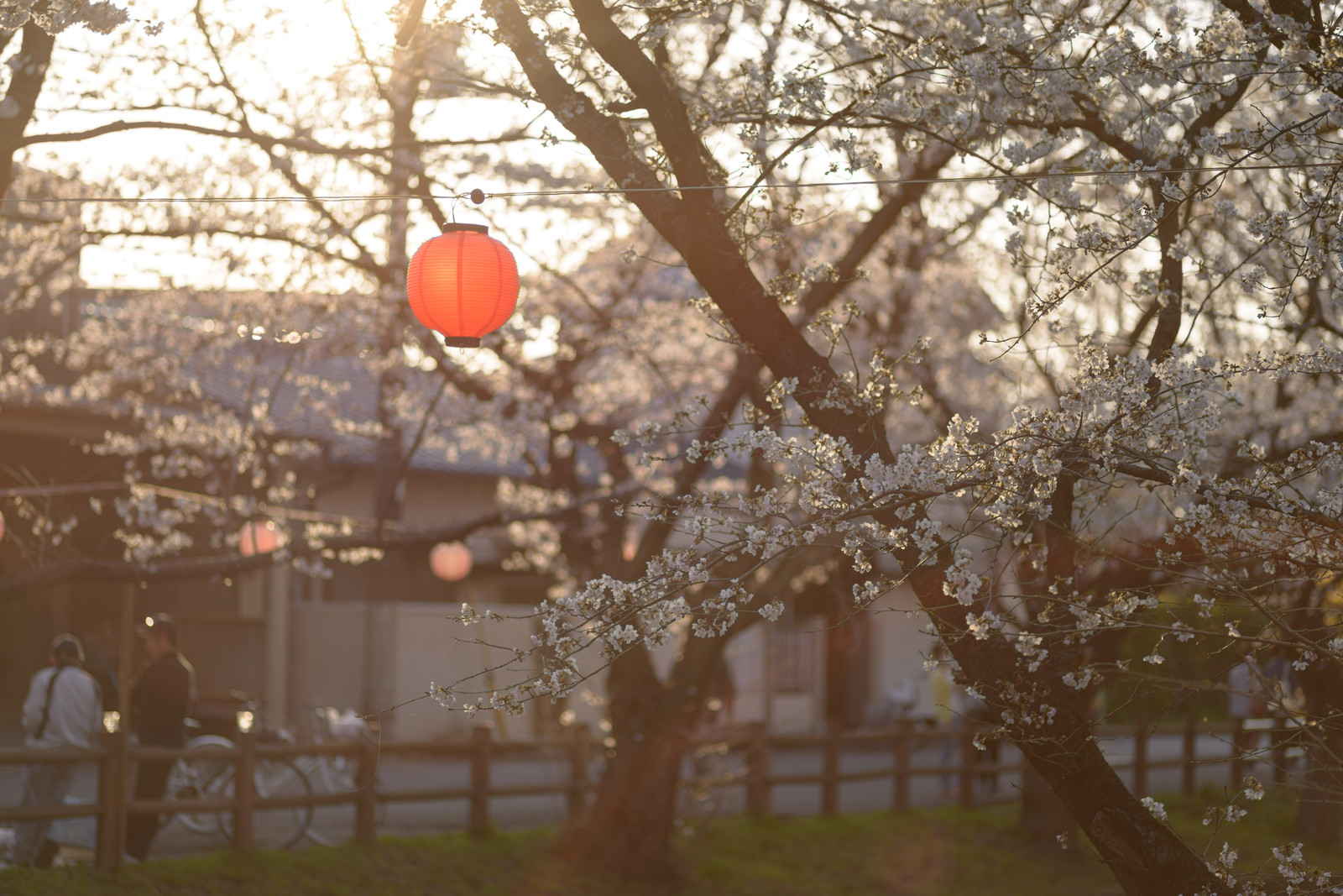 埼玉　新河岸川の桜